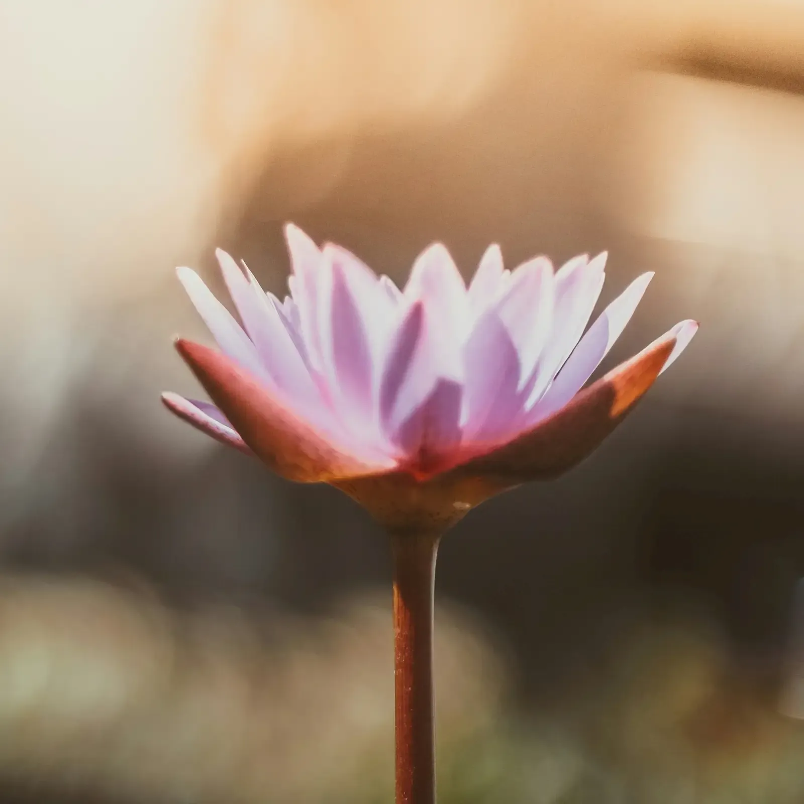 Pink orange flower over soft-blurred background